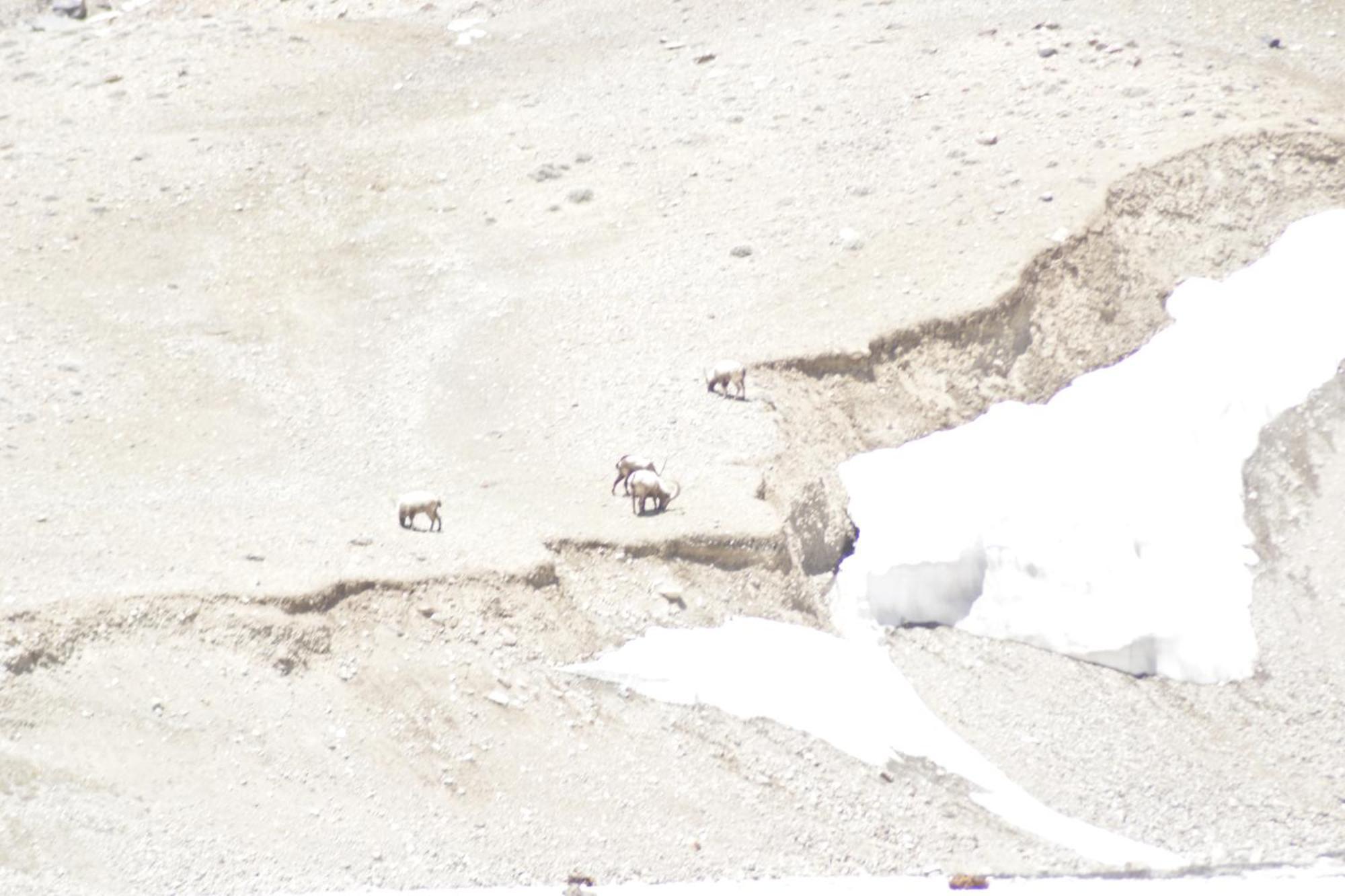 Himalayan Routes Camp Sarchu Hotel Sir Bhum Chun Exterior photo